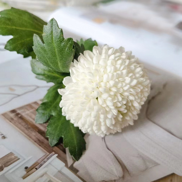 White Ping-Pong Chrysanthemum