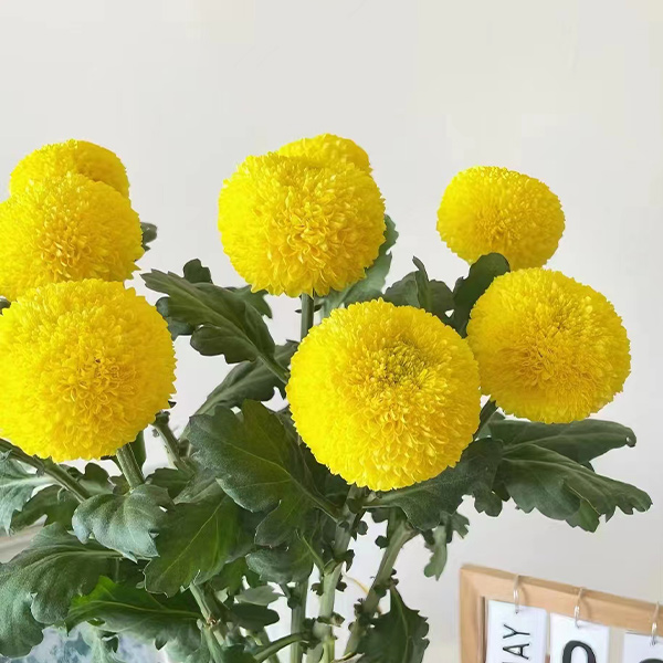 Yellow Ping-Pong Chrysanthemum