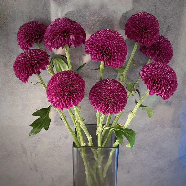 Purple Ping-Pong Chrysanthemum