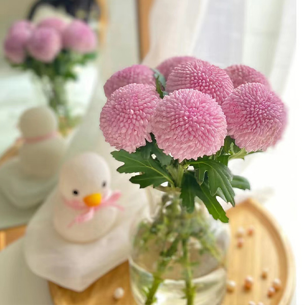 Pink Ping-Pong Chrysanthemum